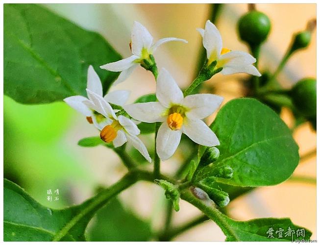 龙葵花？龙葵花是什么样子？