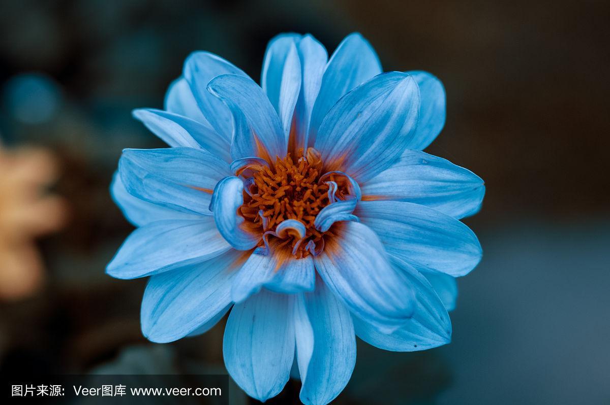 大丽花花语，蓝色大丽花花语？