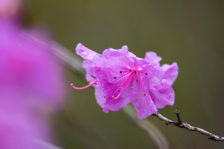 迎红杜鹃？迎红杜鹃花？