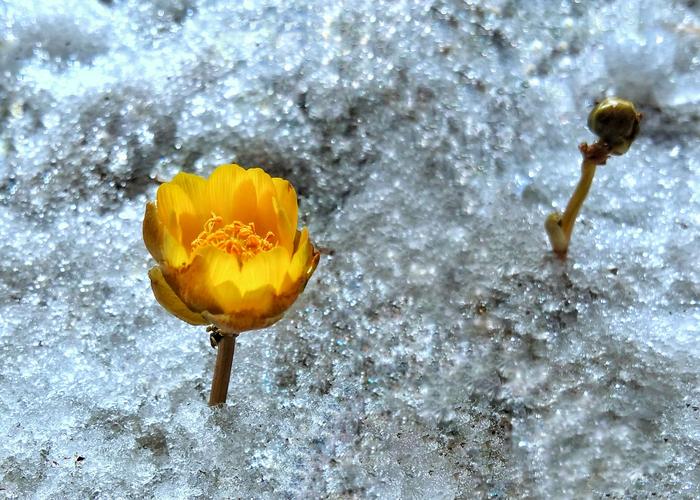 冰凌花使用？冰凌花管什么？