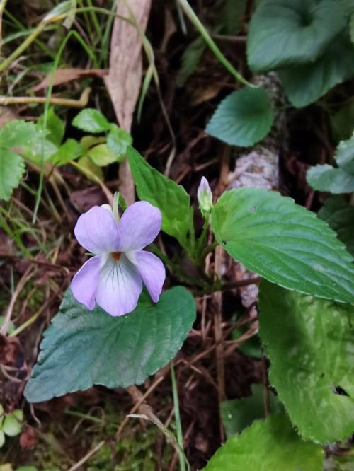 堇菜，堇菜花图片