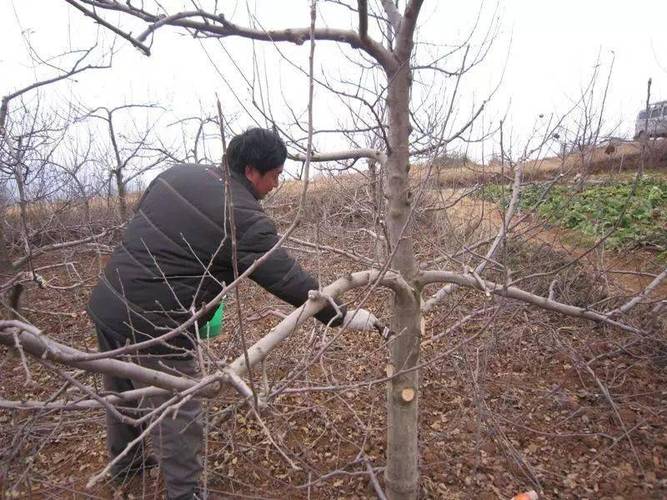 苹果树修剪视频?苹果树修剪视频教程!