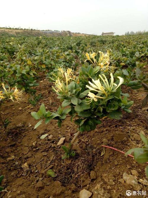 金银花种植技术与栽培管理？四季金银花种植技术与栽培管理？