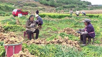 最适合收获老姜的时节，老姜几月收成？