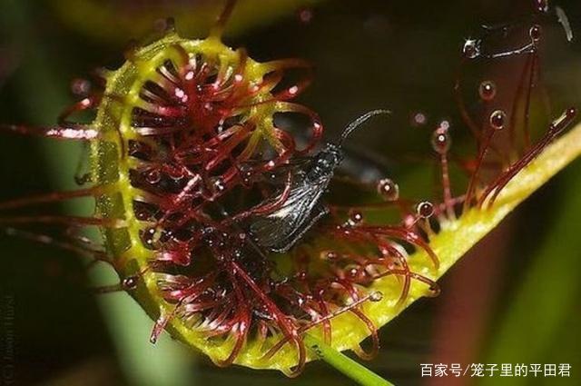 吃人植物，吃人植物日轮花和大型蜘蛛黑寡妇蛛的关系是?