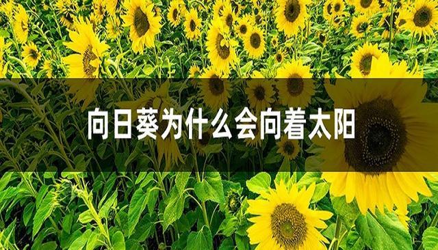 向日葵为什么向着太阳，向日葵为什么向着太阳转100字！