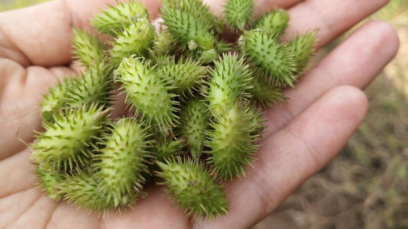 苍耳子图片植物图片，为什么国家禁止苍耳子鼻炎油！