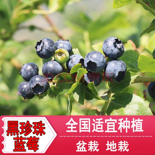 黑珍珠蓝莓，黑珍珠蓝莓品种介绍？