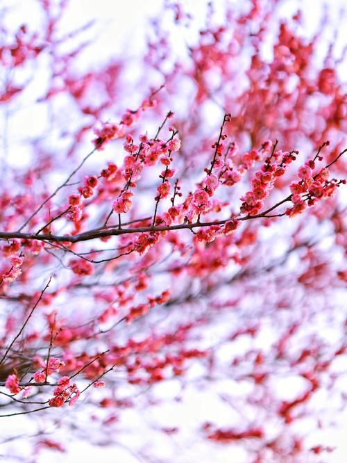 梅花图片？梅花图片真实照片？