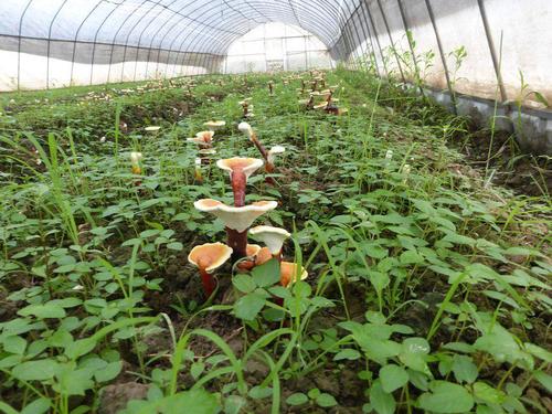 灵芝种植技术？野生灵芝种植技术？