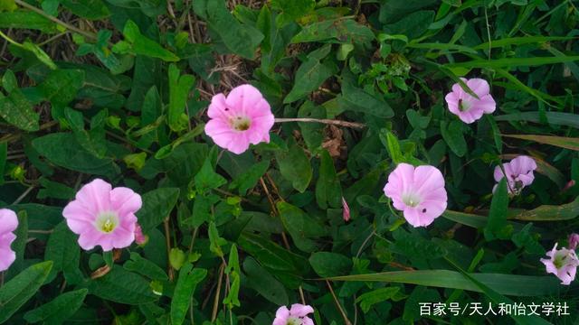 打碗花？打碗花用什么除草剂？