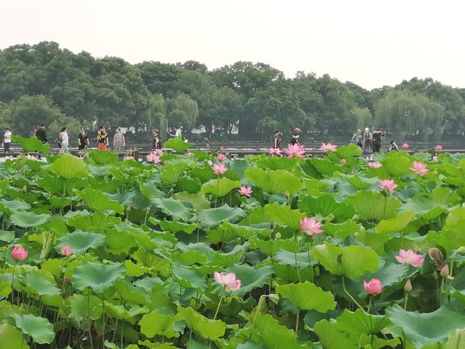 西湖荷花什么时候开，杭州西湖荷花哪个位置最漂亮