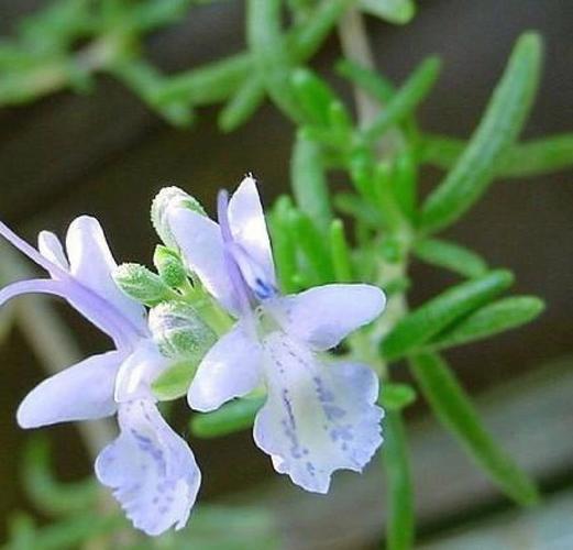 迷迭香的花语，迷迭香的花语神秘的海上灯塔？