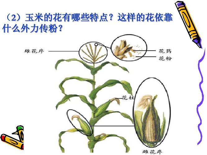 玉米靠什么传播种子，玉米靠什么来传粉？