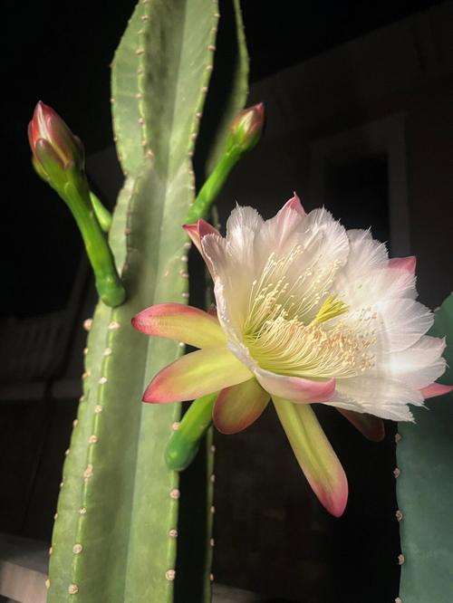 仙人掌开花，仙人掌开花图片！