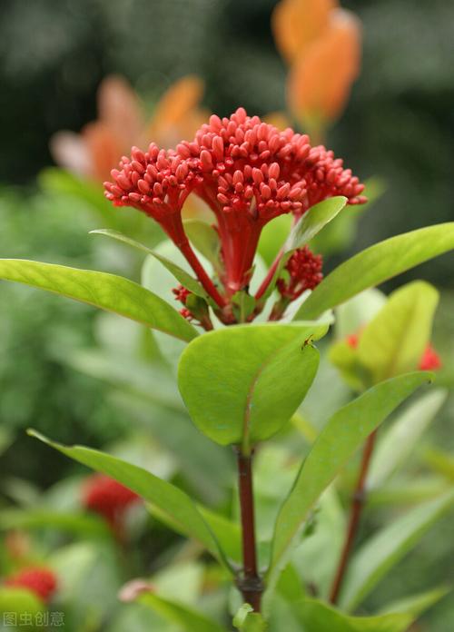 仙丹花?仙丹花图片!