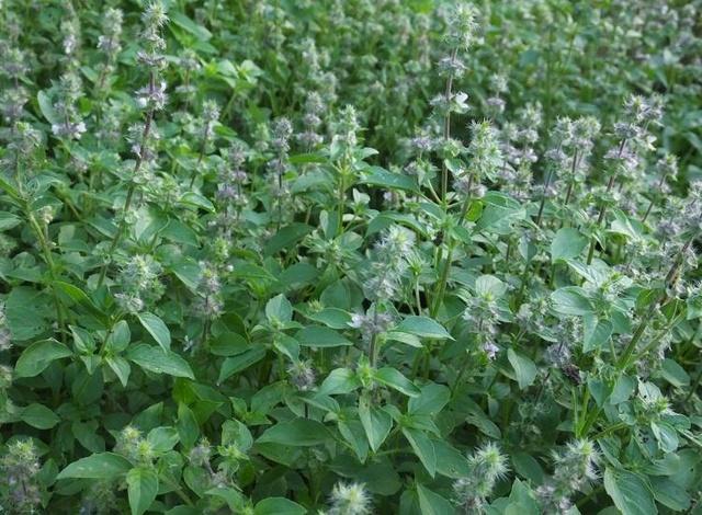 荆芥种植，荆芥种植技术及亩收益？