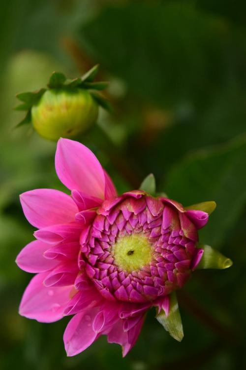 园林植物图片？园林植物图片花特写？