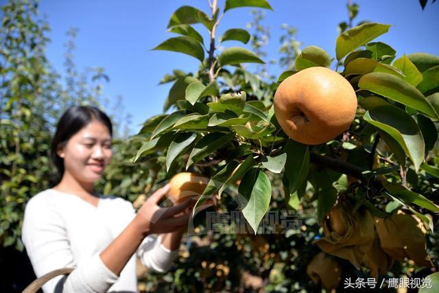 栽植晚秋黄梨，栽植晚秋黄梨视频？