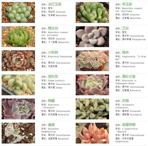 多肉植物种类，多肉植物种类大全图片？