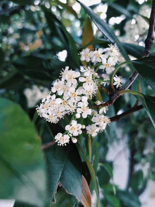 石楠花花语，石楠花花语是什么