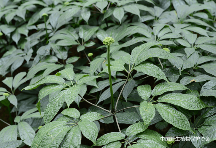 三七草？三七草图片植物图片？