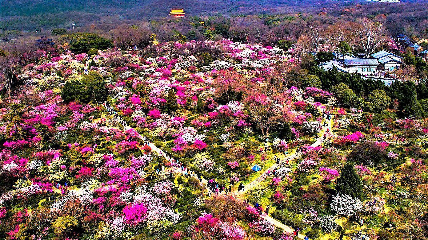 南京市花是什么，南京市花象征意义！