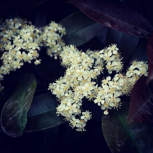 石楠花花语?石楠花花语是什么!