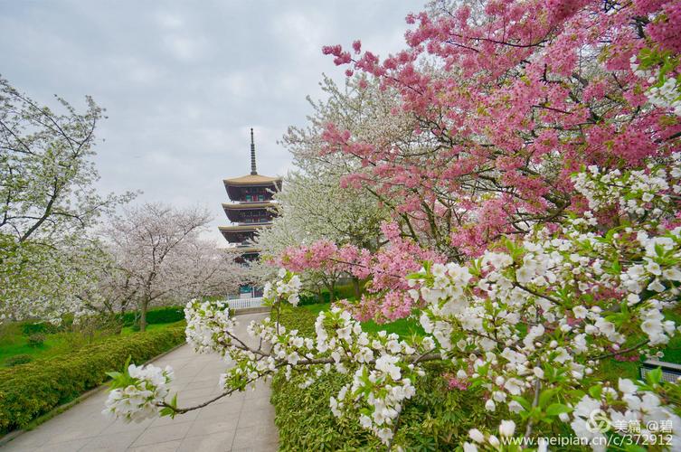 武汉樱花什么时候开，武汉樱花什么时候开园？