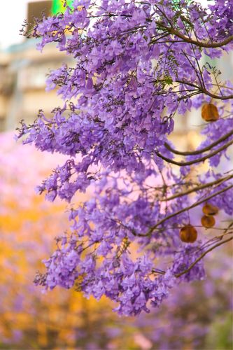 花楹花?花楹花图片!