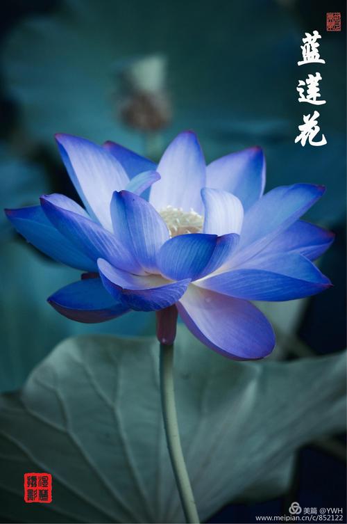 蓝莲花代表什么?蓝莲花代表什么意思!