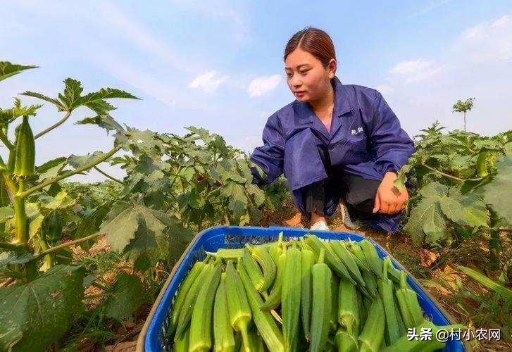 农村种植什么不愁销路，农村种植什么不愁销路 南方！