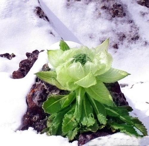 冰山雪莲花，冰山雪莲花头像？