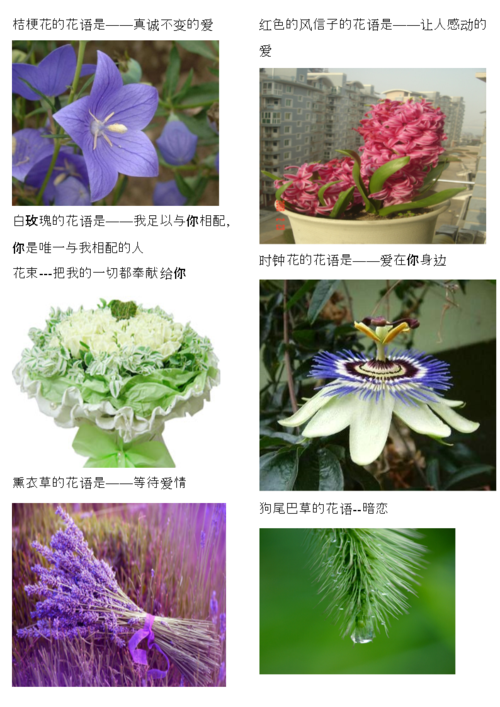 什么花的花语是神明？什么花代表神圣？