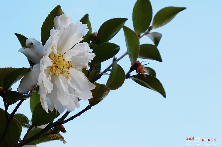 白茶花？白茶花苞泡水喝有什么功效？