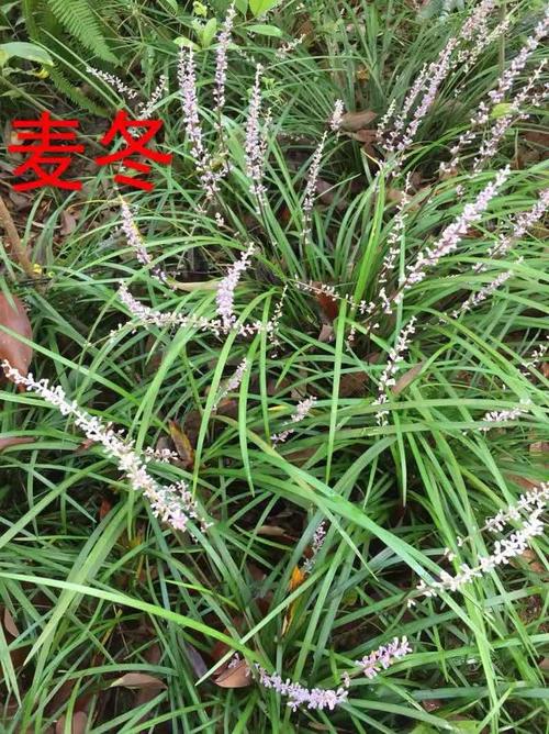 麦冬草，麦冬草属于什么科植物