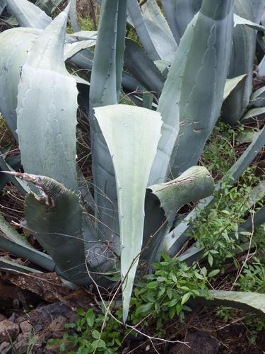 龙舌？龙舌兰图片 植物？