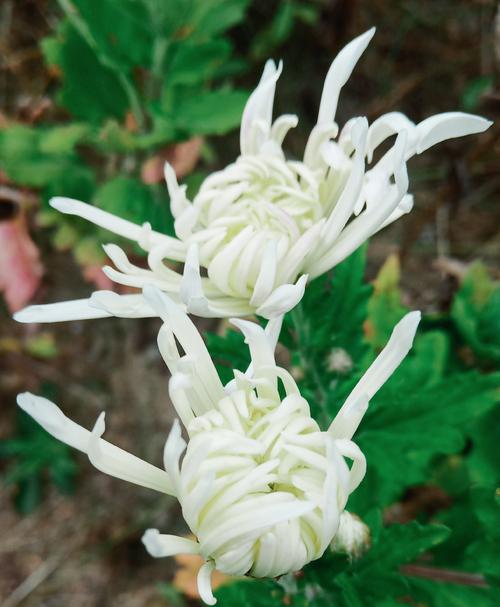 白菊花图片？白菊花图片大全大图 风景图片？