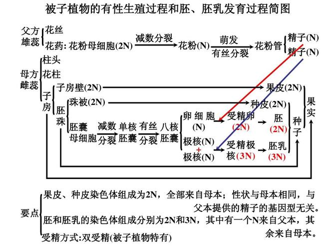 被子植物生殖过程，被子植物生殖过程正确的是什么！