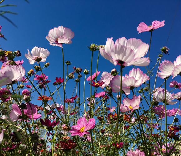 格桑花开？格桑花开什么意思？