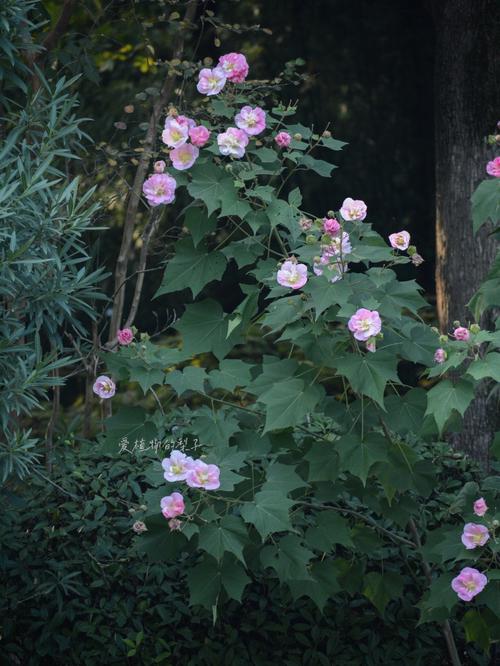 木芙蓉图片，重瓣木芙蓉图片