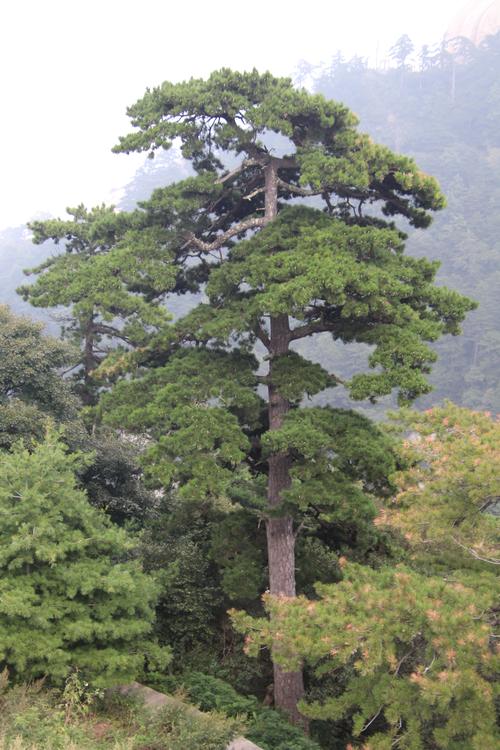 华山松?华山松图片!