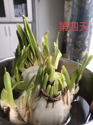 水仙花的生长变化情况，水仙花的生长变化情况是什么？