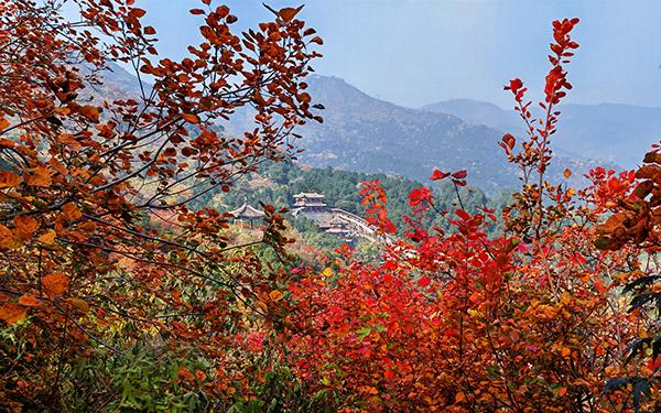 香山红叶最佳观赏时间是什么时间，香山 红叶时间！