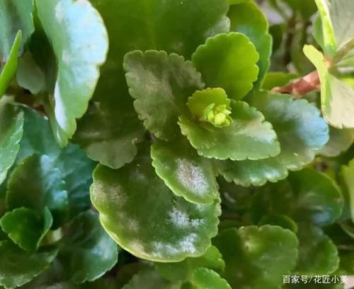 花叶子？花叶子有虫子黏糊糊的怎么办？