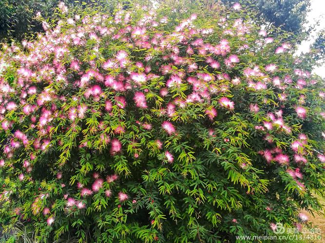 合欢花花语?合欢花花语是什么意思!