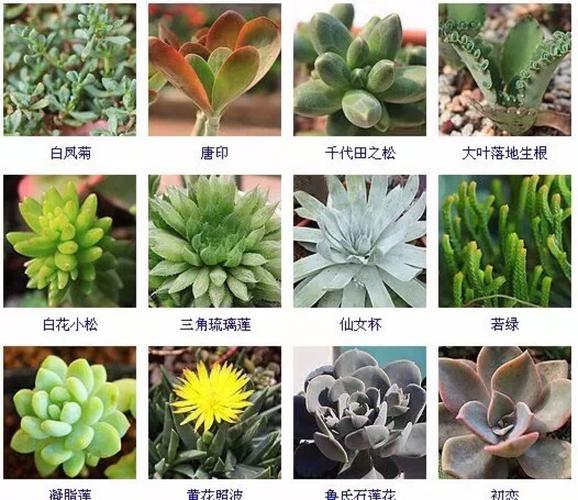 多肉植物图片大全?多肉植物图片大全名称!