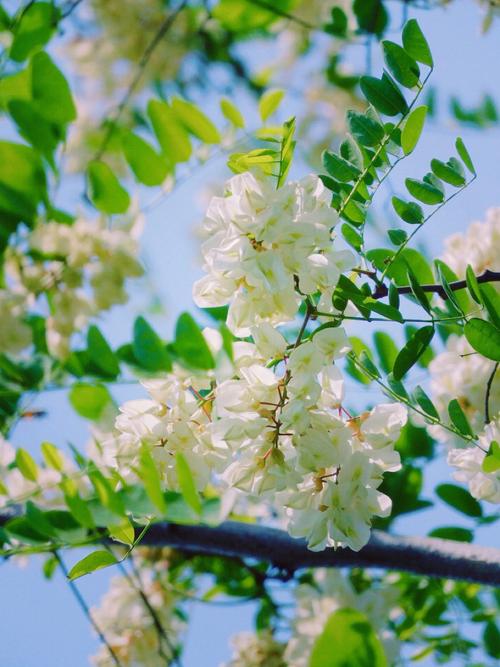 槐花树?槐花树图片!