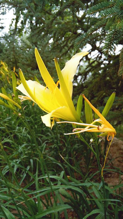 忘忧草黄花菜?忘忧草黄花菜功效!