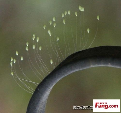 婆罗花?婆罗花图片!